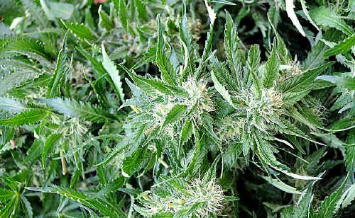 Police say they have seized $4.2m worth of marijuana over the past week. Police say they have seized $4.2m worth of marijuana over the past week.